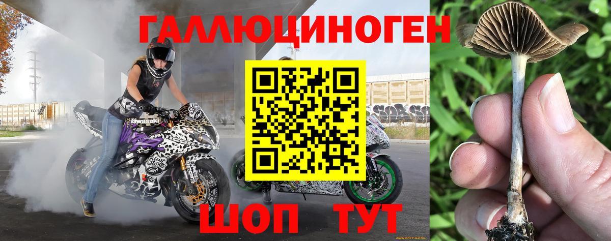 Галлюциногенные грибы Psilocybe Борзя